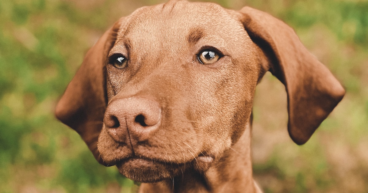 Thiết kế website cho phòng khám thú y và pet shop